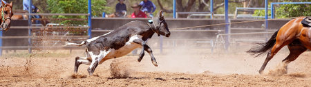 Close up of a calf being roped amongst the dust at a team event at a country rodeo