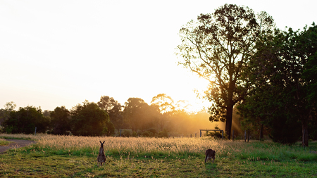 Two Australian kangaroos in a field of grass in the striking glow of a golden sunsetの写真素材