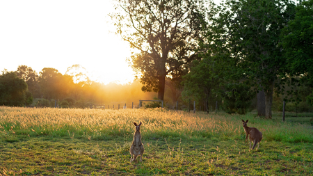 Two Australian kangaroos sitting in a field of grass bathed in the golden glow of a striking sunsetの写真素材
