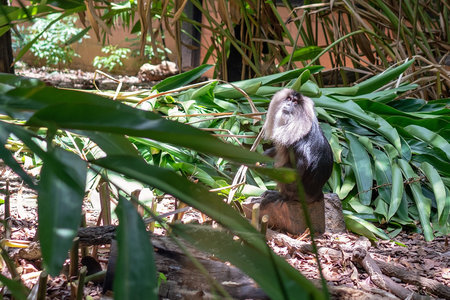 A captive lion-tailed macaque living in a simulated rainforest canopy environment