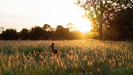 Amazing golden sunset glowing across a grassy field with the silhouette of an Australian kangarooの写真素材