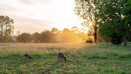 Two Australian kangaroos eating grass in the golden glow of sunsetの写真素材