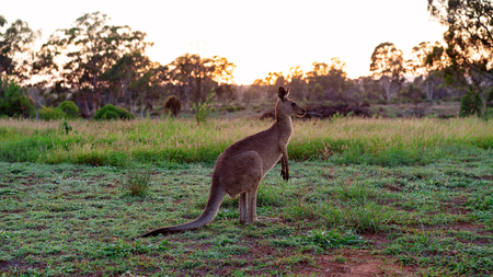 An Australian kangaroo eating in the early morning just after dawnの写真素材