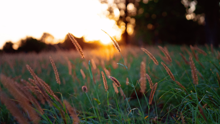 A field of grass at sunset just before the darkness of dusk descendsの写真素材