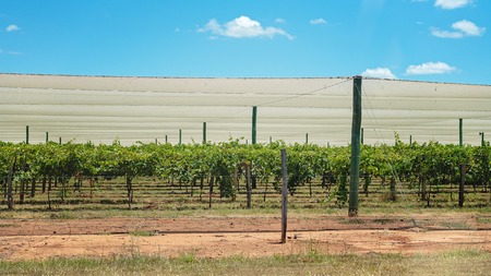 A crop of grapes under cover protected from birds and the harsh sunの写真素材