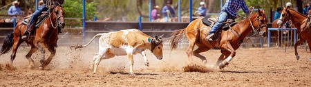 A brown and white calf being lassoed in a team calf roping event at a dusty country rodeoの写真素材