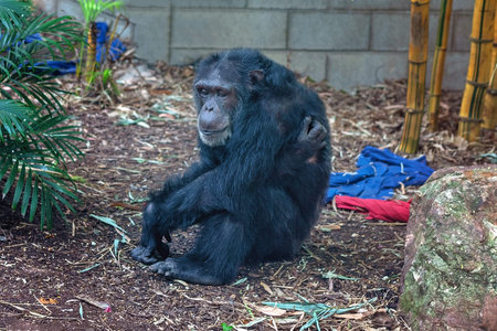 A chimpanzee monkey sitting quietly on the ground resting