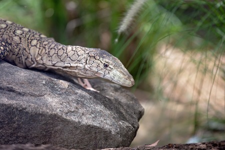 This is the largest lizard species in Australia and lives in a dry eucalyptus environment amongst rocks and outcropsの写真素材