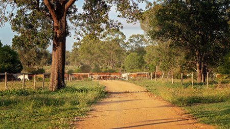 Cattle being moved by a drover at the end of a long dusty road at sunriseの写真素材