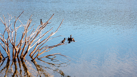 A large black bird spreading its wings and sunning itself on bare tree branches on a lake in early morning lightの写真素材