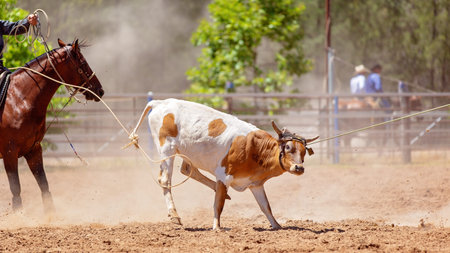 Calf lassoed around neck and legs during roping event at country rodeo