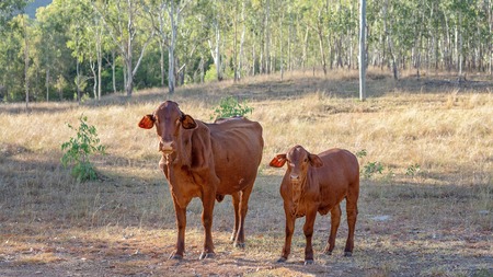 Cows standing watching in early morning light at Cania Gorge Queensland Australiaの写真素材