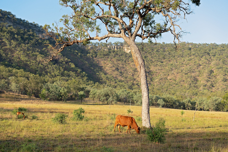 Cows grazing contentedly in beautiful early morning light on a paddock in the Australian bushの写真素材