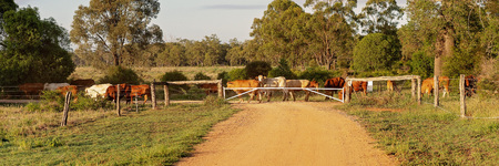 Cattle droving across a dirt road at sunrise in Australiaの写真素材