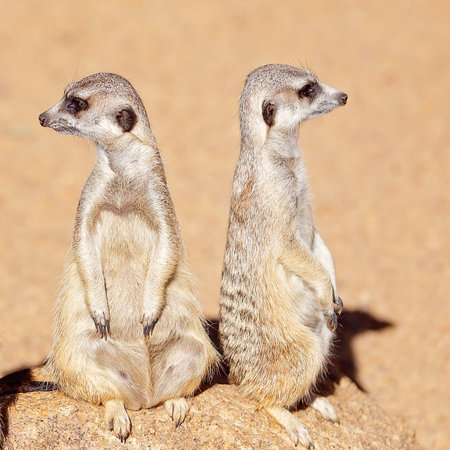 A pair of meerkats standing looking around. These animals belong to the mongoose family. Here they...