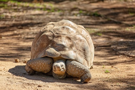 A slow moving giant galapagos tortoiseの写真素材