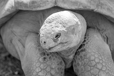 Close up of the head of a giant galapagos tortoise in black and whiteの写真素材