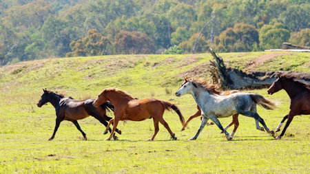 Magnificent wild horses racing across the valley plains in a beautiful countryside on a bright sunny...