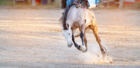 Bucking bronc horse riding competition entertainment at country rodeo