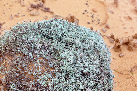 A small bush on the bare and desolate coastline of Victoria, Australia, struggling to survive in the harsh landscapeの写真素材