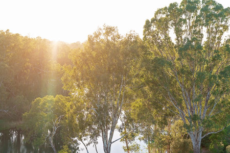 Early morning light filtering through the trees on an Australian river