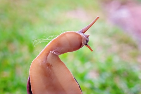 The soft slimy underbelly of a bi-colored snail showing its head and part of its shell, against a green grass backgroundの写真素材