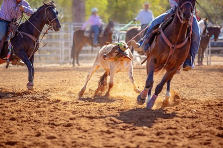 Men on horseback lassoing a running calf as a team in the calf roping sporting event at a country rodeoの写真素材