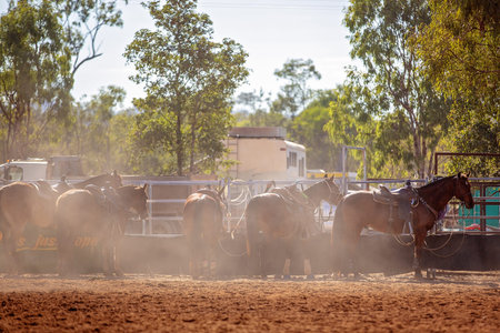 Team calf roping is a rodeo event and a very popular competitive sport in Australia. Cowboys working...