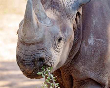A black rhinoceros, an endangered species, chewing on some bush in close up