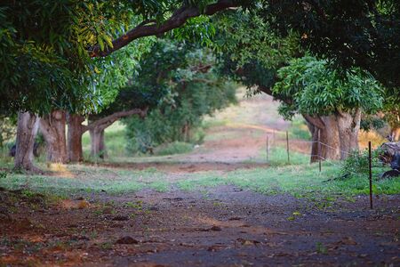 Late afternoon light shining through an avenue of old mango trees with a history harking back to the early days of settlement in Australiaの写真素材