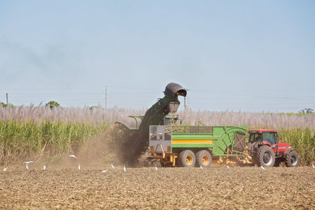 MACKAY, QUEENSLAND, AUSTRALIA - JUNE 2019: Mechanical harvesting of a crop of sugar cane in a...