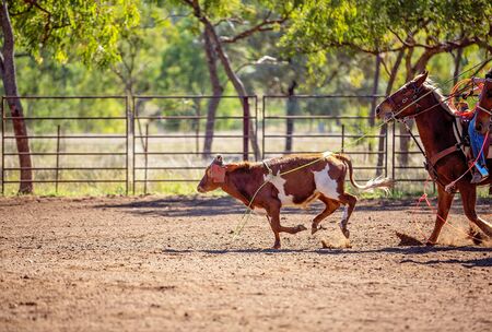 Calf being lassoed by cowboys on horseback in a dusty country paddockの写真素材