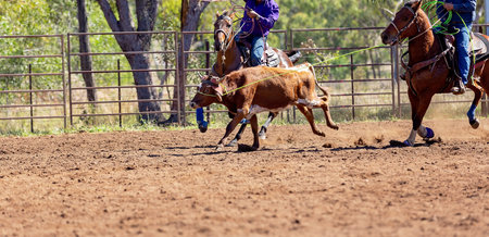 A running calf lassoed by cowboys in a dusty Australian outback country rodeo arena