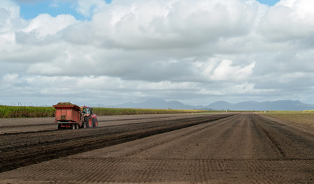 A farmer planting sugar cane in a plowed field on a sugarcane plantation