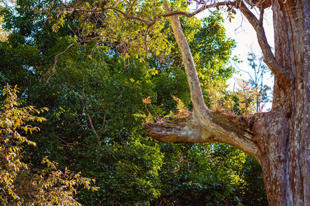 Ferns growing healthily in the branch of a tree in a national park