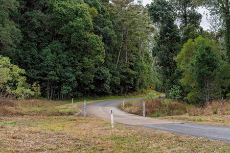 A road through tropical rainforest on top of a mountain range in Australia