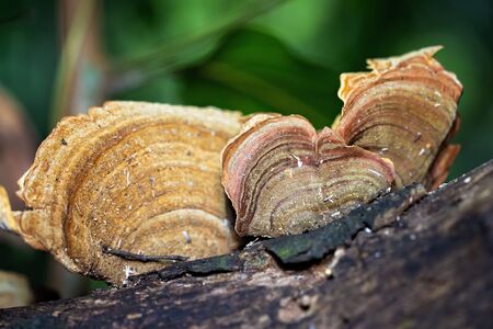 Fungi growing on a tree trunk in a tropical rainforest with green backgroundの写真素材