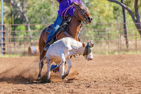 A running calf being lassoed by cowboys in a dusty Australian outback country rodeo