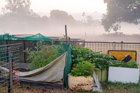 A country backyard vegetable garden with a variety of plants, in early morning fogの写真素材