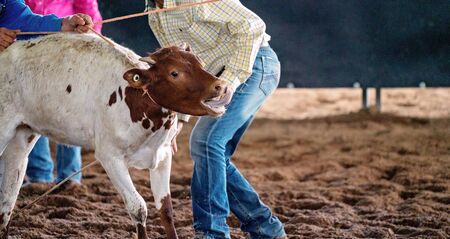 Cowboys attempt to move a stubborn calf back to its corralの写真素材
