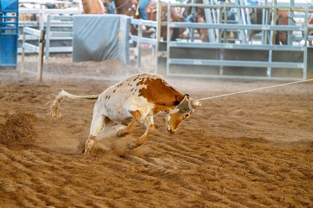 A young cow being lassoed by cowboys on horseback in a team calf roping event in a country arena