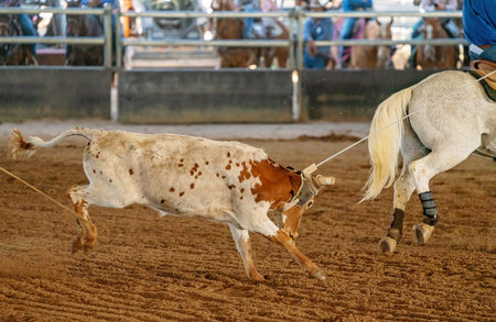 A young cow being lassoed by cowboys on horseback in a team calf roping event in a country arena