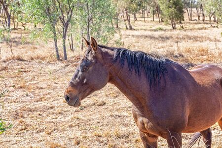 A brown horse standing in the shade on a sunny day, in close up viewの写真素材