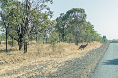 An Australian emu crossing the road on a busy country highway route, with its chicks hiding in the bushの写真素材