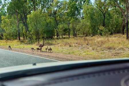 An emu and chicks beside the road as seen through the windscreen of a car driving an Australian country highway in the bushの写真素材