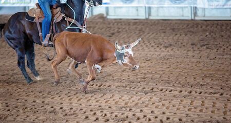 A young cow being lassoed by cowboys on horseback in a team calf roping event in a country arenaの写真素材