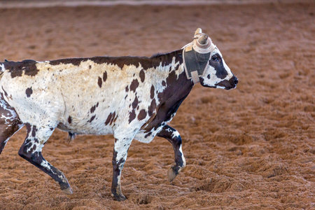 A calf being lassoed by cowboys on horseback in a team calf roping competition at a country rodeo