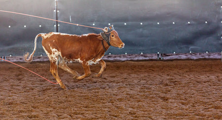 A calf being lassoed by cowboys on horseback in a team calf roping competition at a country rodeoの写真素材