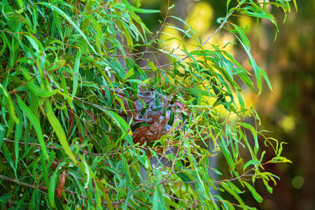 Green tree ants sometimes called weaver ants build balloon-shaped nests among the foliage of trees...