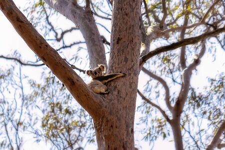 The unique native Australian koala, sitting in a gum treeの写真素材
